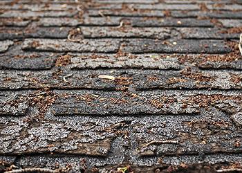 Rife Remodeling and Flooring Images